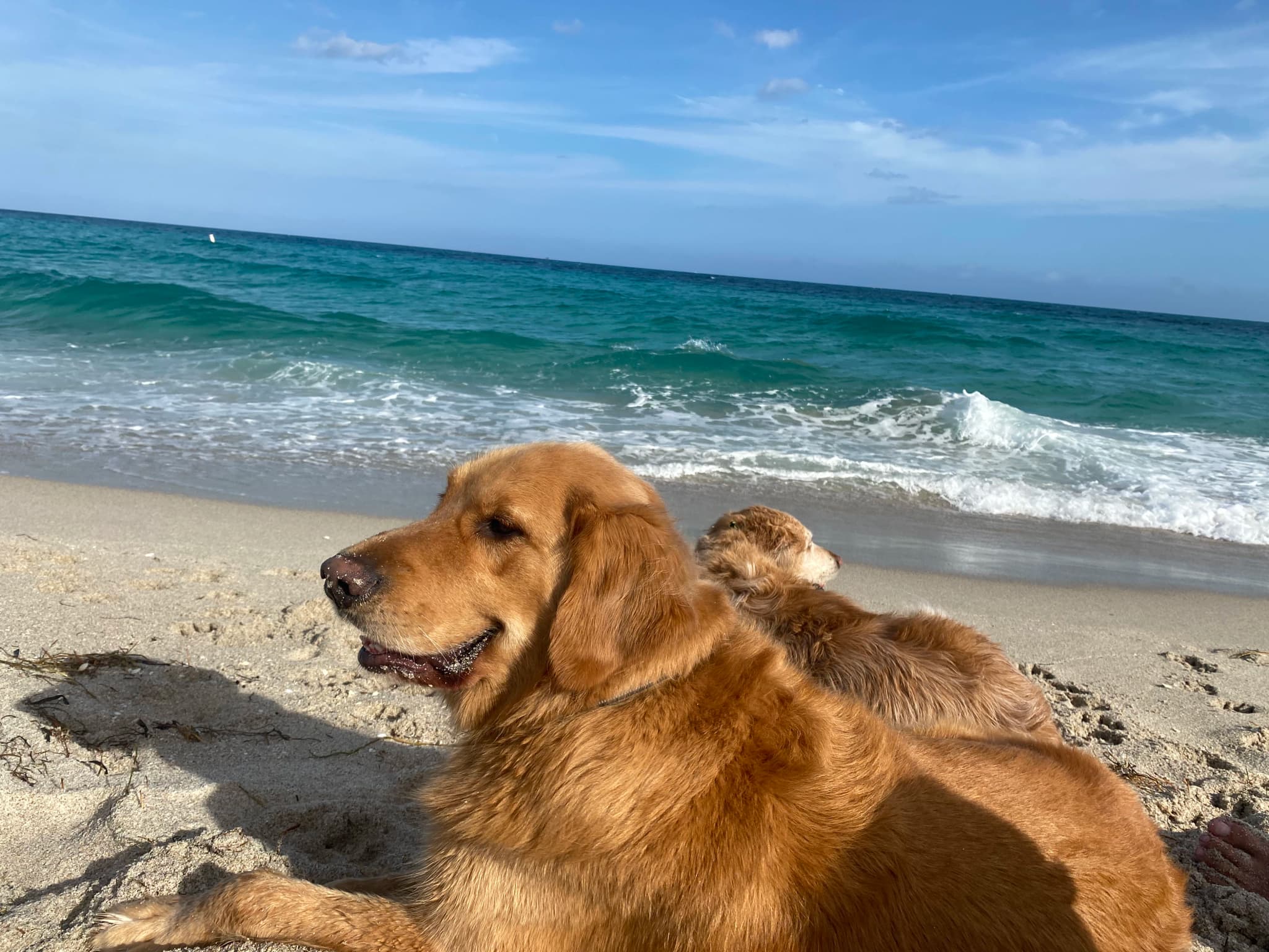 Pets enjoying RV travel at the beach