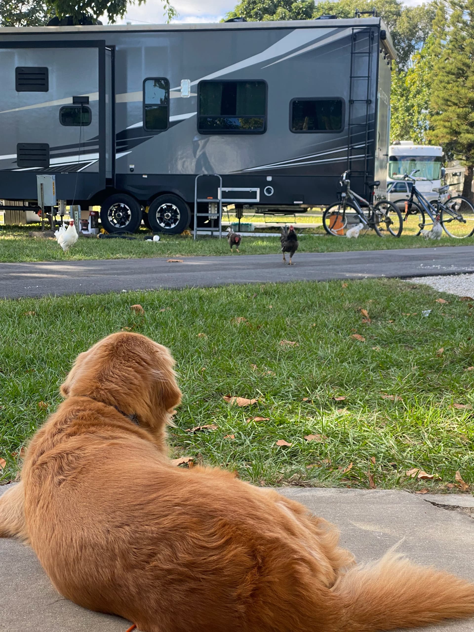 Happy dog on an RV journey